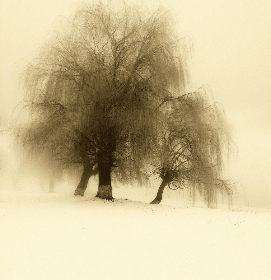 Winter Photograph - Frozen trees by Catalin Palosanu