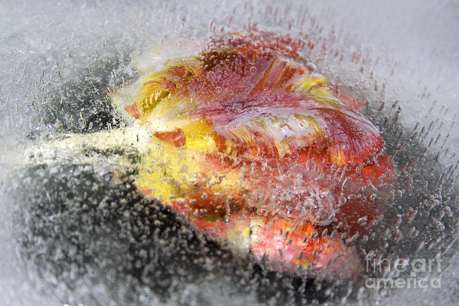 Frozen tulip 1 Photograph by Johnny Hildingsson