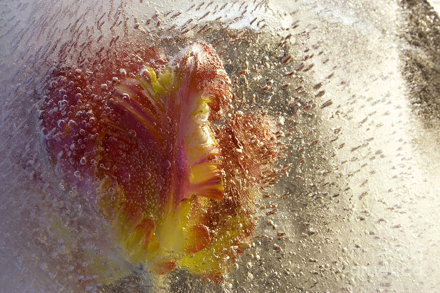 Frozen tulip 2 Photograph by Johnny Hildingsson