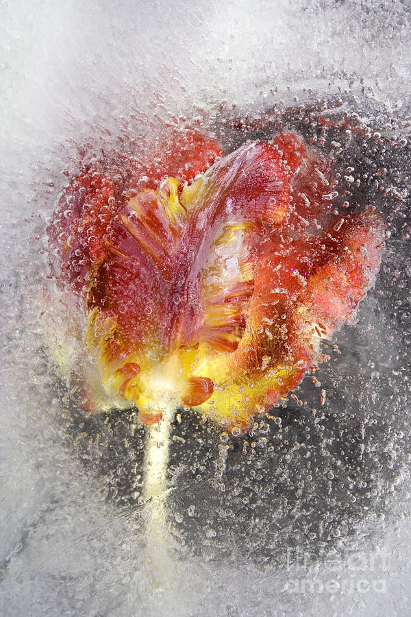 Tulip Photograph - Frozen tulip 3 by Johnny Hildingsson