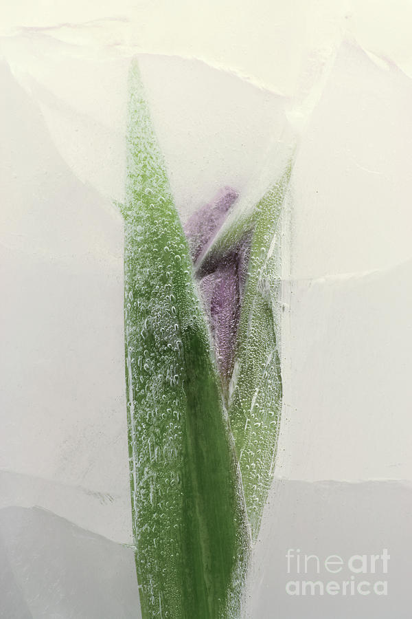 Frozen tulip 4 Photograph by Johnny Hildingsson