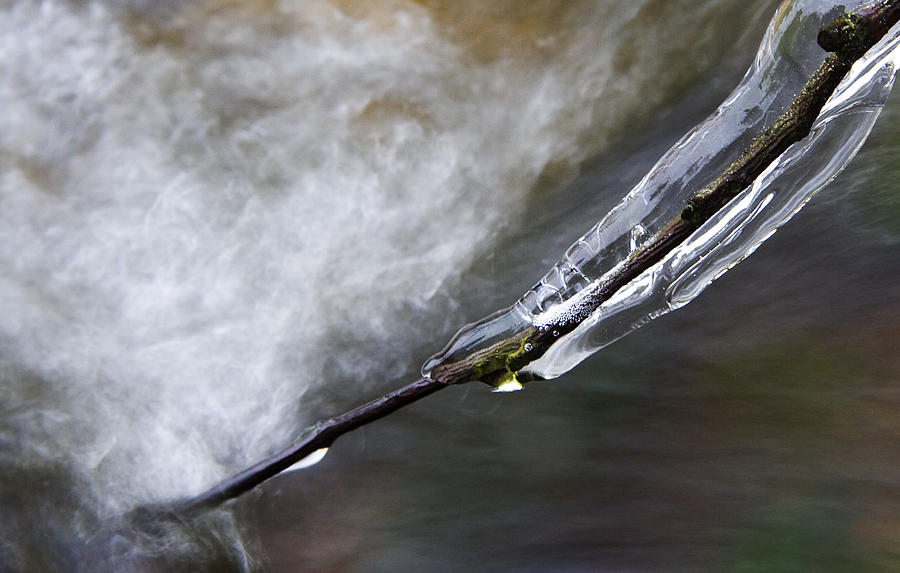 Frozen Twig Photograph by Jeff Galbraith