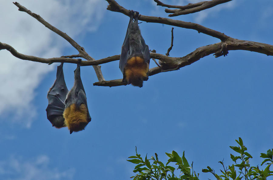 Fruit Bats Photograph by Harry Strharsky