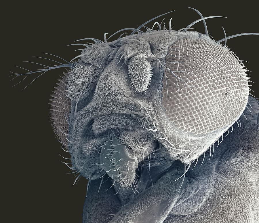 Fruit Fly Head, Sem Photograph by Steve Gschmeissner