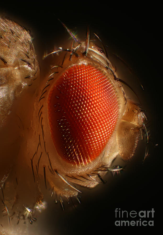 Fruit Fly Photograph by Ted Kinsman