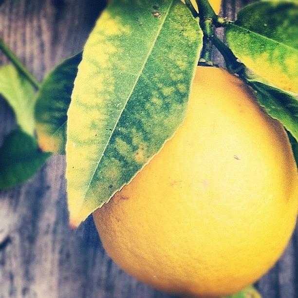 Nature Photograph - #fruit #lemon #tree #flower #nature by Brandon Yamaguchi
