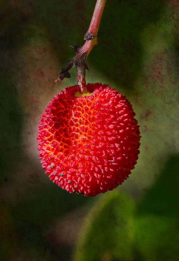 Fruit Of Strawberry Tree Photograph by Perry Van Munster
