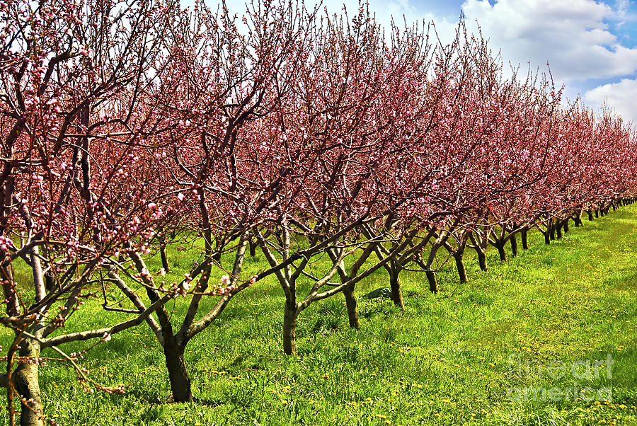 Tree Photograph - Fruit orchard by Elena Elisseeva