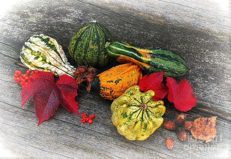 Fruits of Autumn Photograph by Jutta Maria Pusl