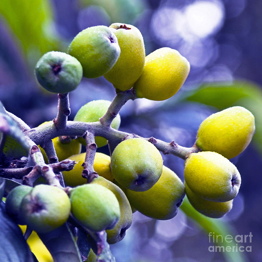Sicilian Fruits Photograph by Silva Wischeropp