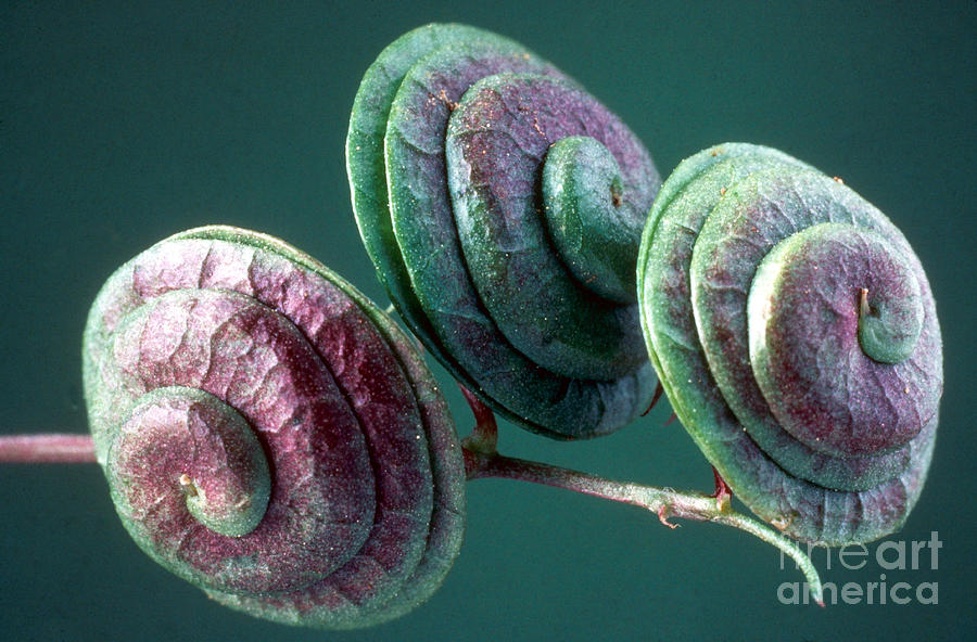 Fruits of Wild Lucerne Photograph by Nuridsany et Perennou and Photo Researchers 