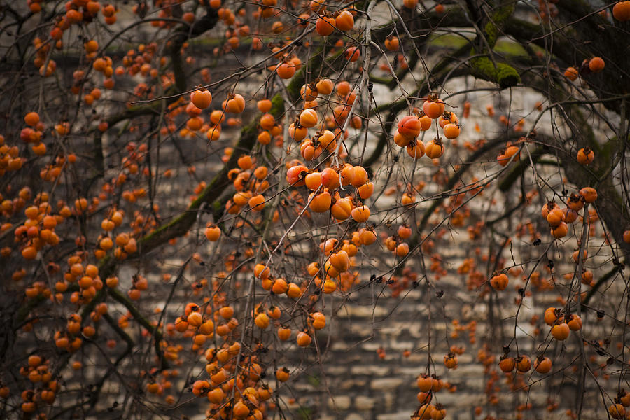 Fruit Photograph - Fruitty Tree by Jonathan Ellison