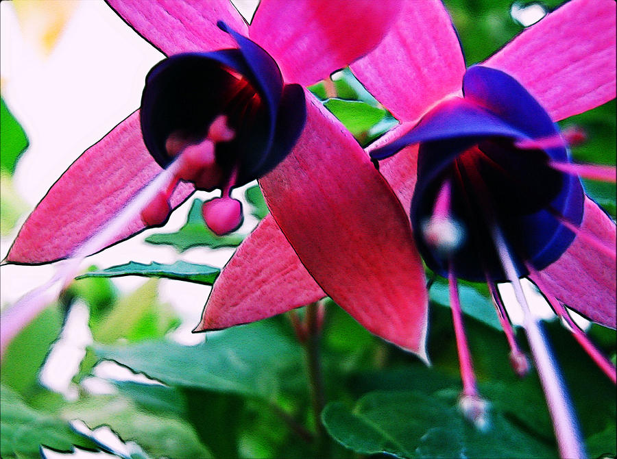 Fuchsia Abstraction Photograph by Lora Fisher