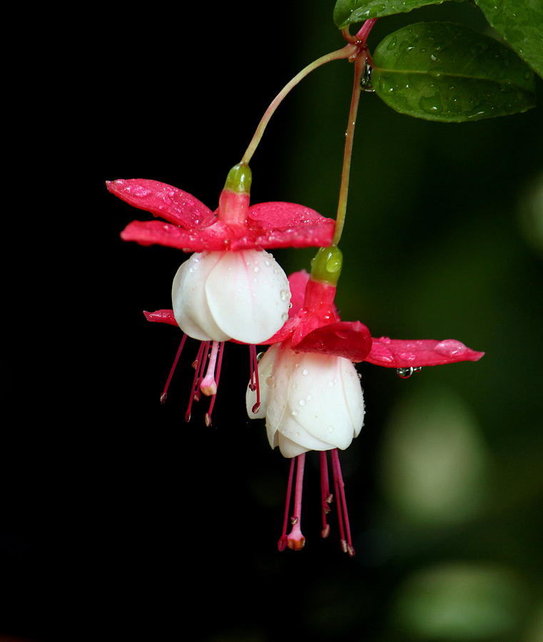 Flower Photograph - Fuchsia by Angie Vogel