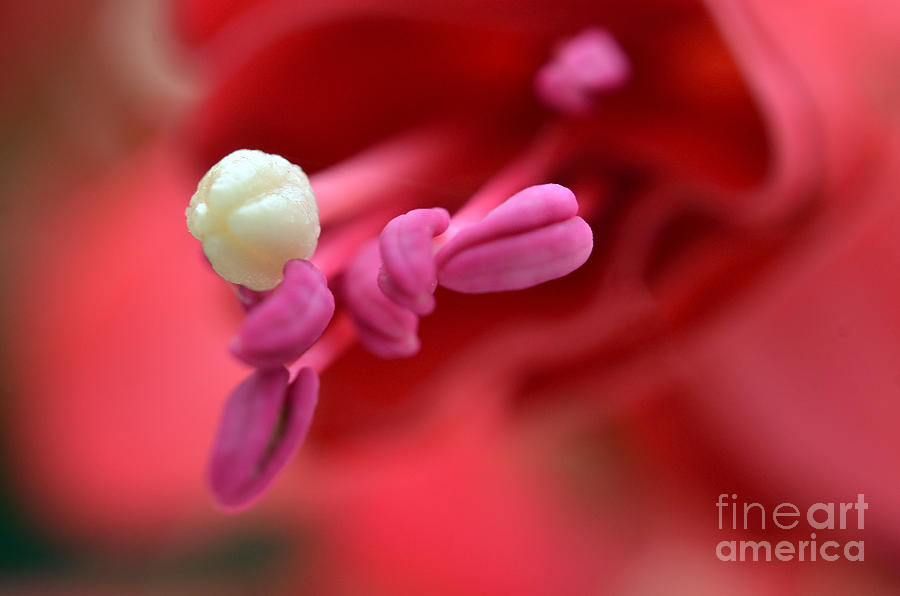 Fuchsia Flower as Art Photograph by Laura Mountainspring