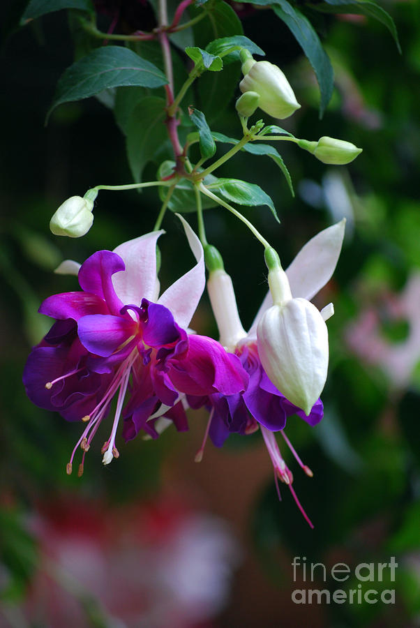 Fuchsia in Pink and Purple Photograph by Lila Fisher-Wenzel