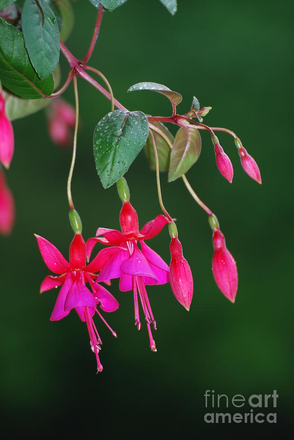 Fuchsia in Pink and Red Photograph by Lila Fisher-Wenzel