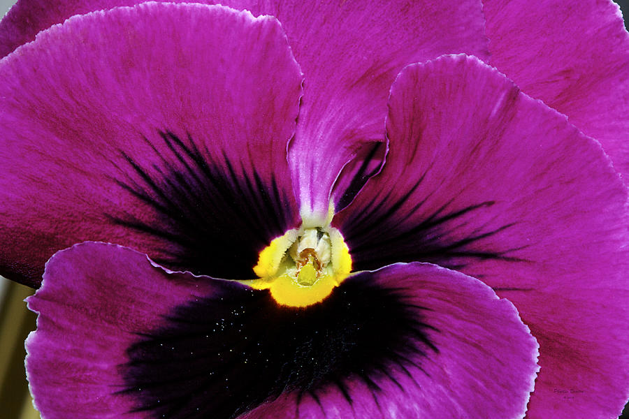 Fuchsia Pansy Photograph by Phyllis Denton