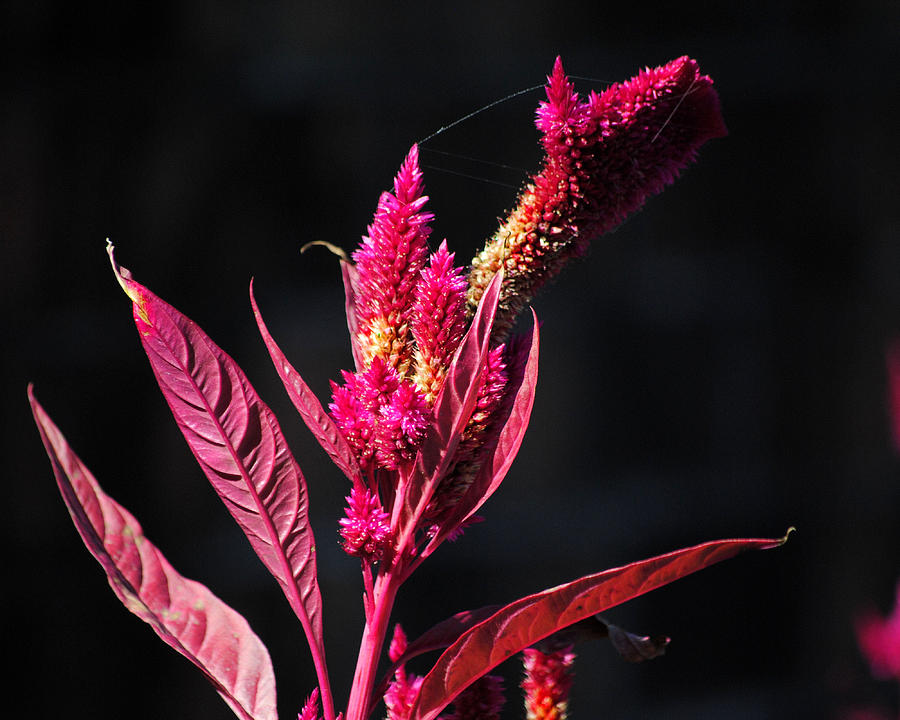 Fuchsia Plant II Photograph by Jai Johnson