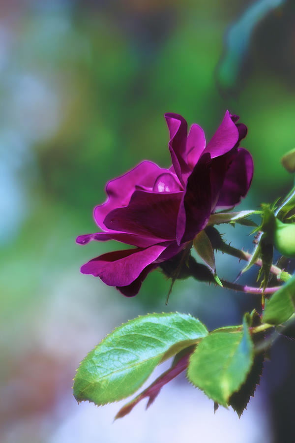 Fuchsia Rose in Bloom Photograph by Bill and Linda Tiepelman