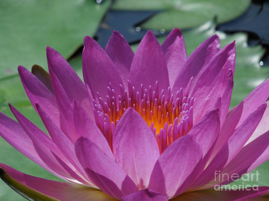 Fuchsia Water Lily Photograph by Chad and Stacey Hall