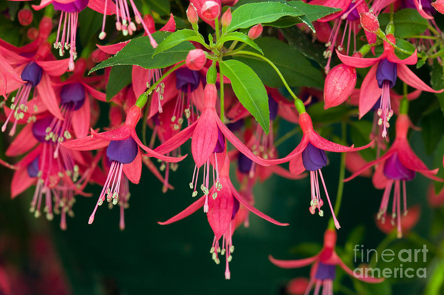 Fuchsia Windchime Flowers Photograph by Alan and Linda Detrick and Photo Researchers