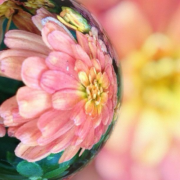 Flower Photograph - Full Bloom! #my_marbles #marblecam #orb by Debbie Hearn