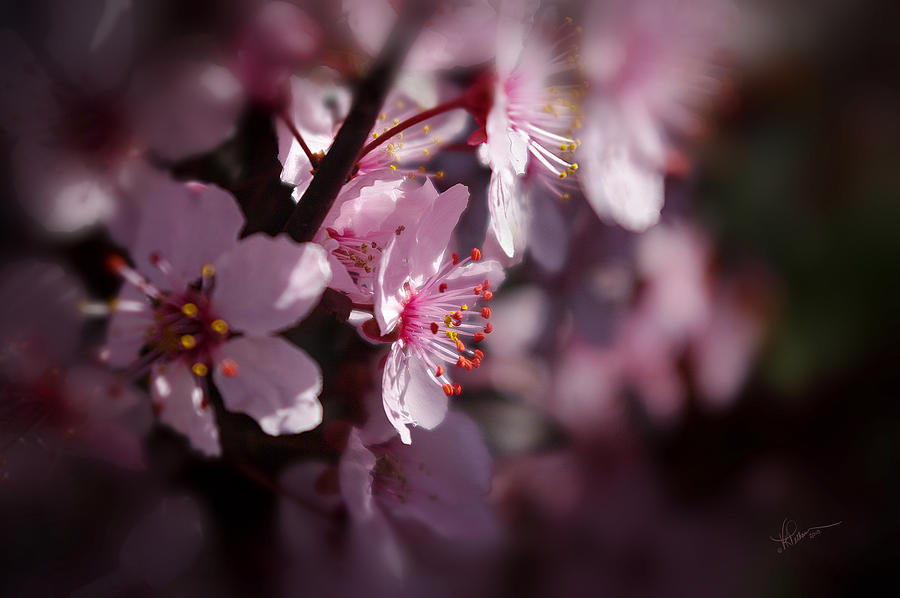 Full Bloom Photograph by Vicki Pelham