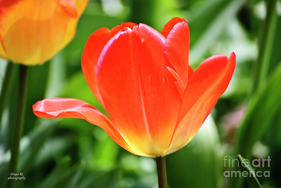 Full Bloomed Tulip Photograph by Diego Re