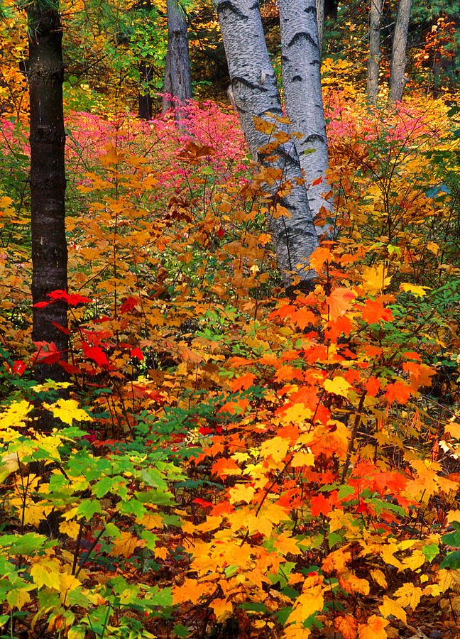Full Fall Palette Photograph by Larry Landolfi