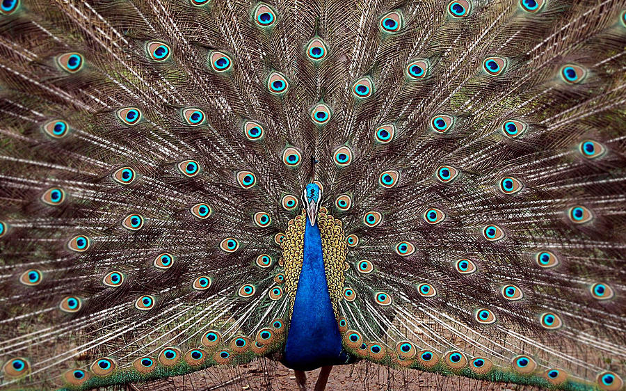 Full Feathered Peacock Photograph by Sumit Mehndiratta