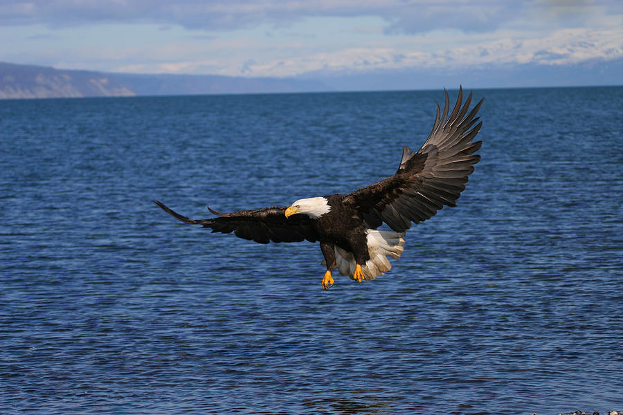 Eagle Photograph - Full Flair by Doug Lloyd