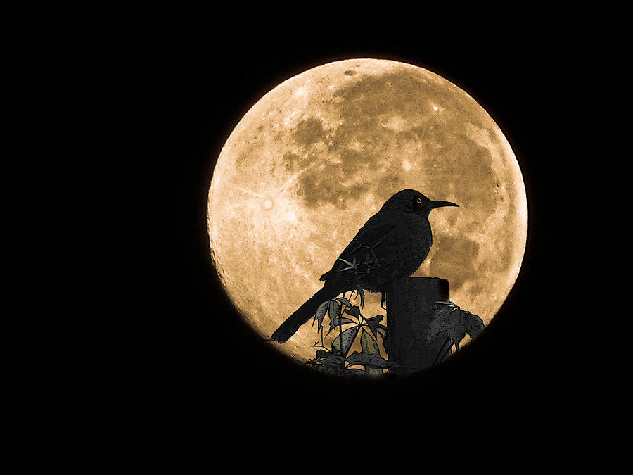 It's just a photo of Canny Birds In The Moon Drawing It is an image of Canny Birds In The Moon Drawing