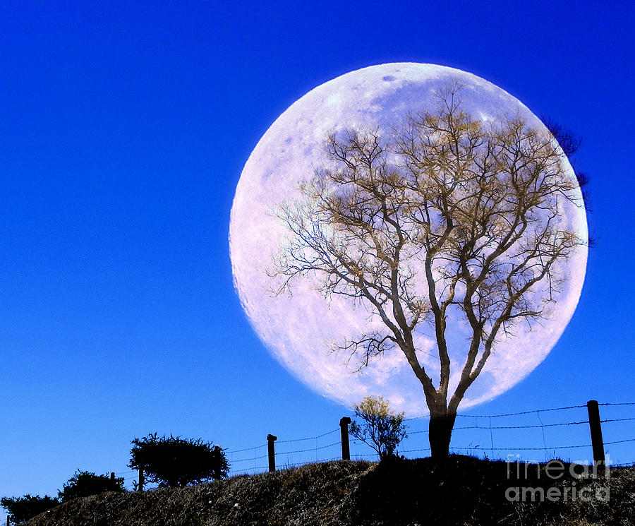 Tree Photograph - Full moon in the field by Jesus Nicolas Castanon