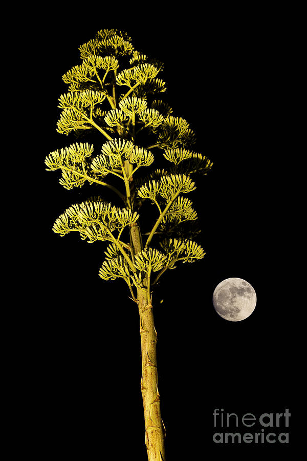 Tree Photograph - Full moon by Juan Silva