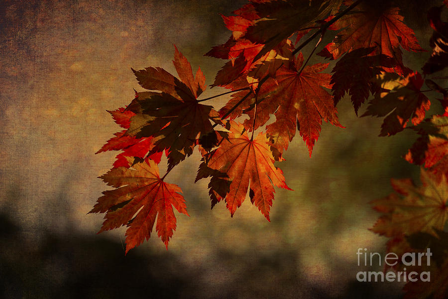 Fall Photograph - Full Moon Maple by Clare Bambers