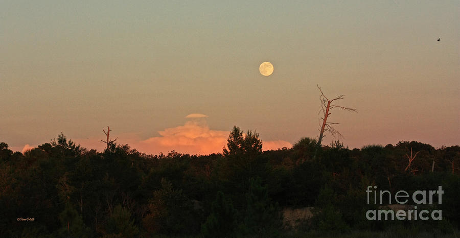 Full Moon Rising Photograph by Terri Mills