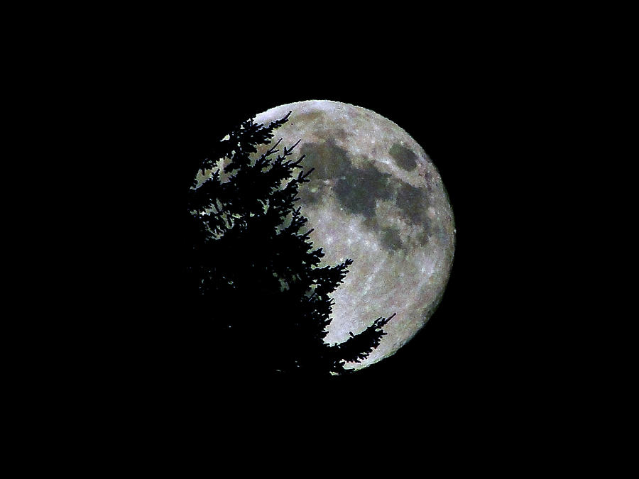 Full Moon Silhouette Photograph by Blair Wainman