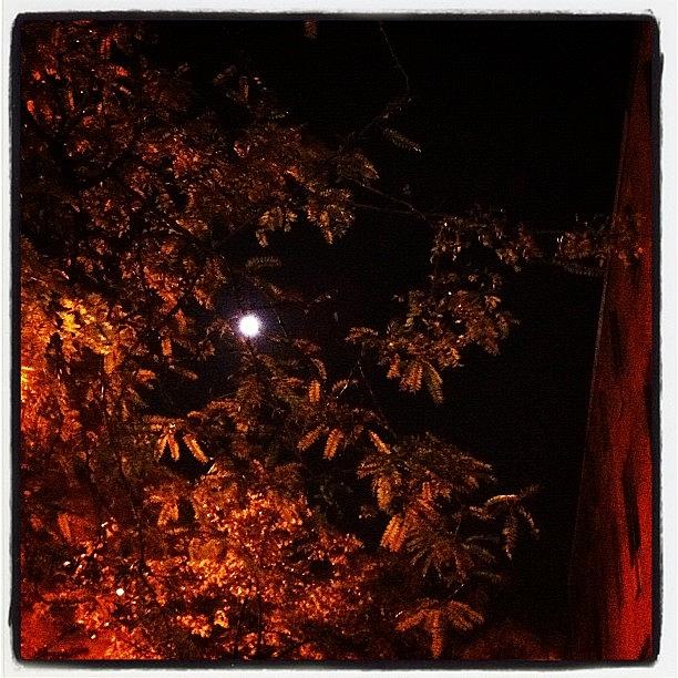 Full Moon Tonight Photograph by Deirdre Mars
