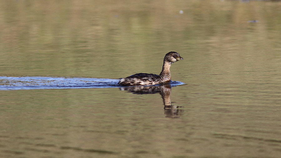 Pied-billed Grebe Photograph - Full Steam Ahead by Travis Truelove