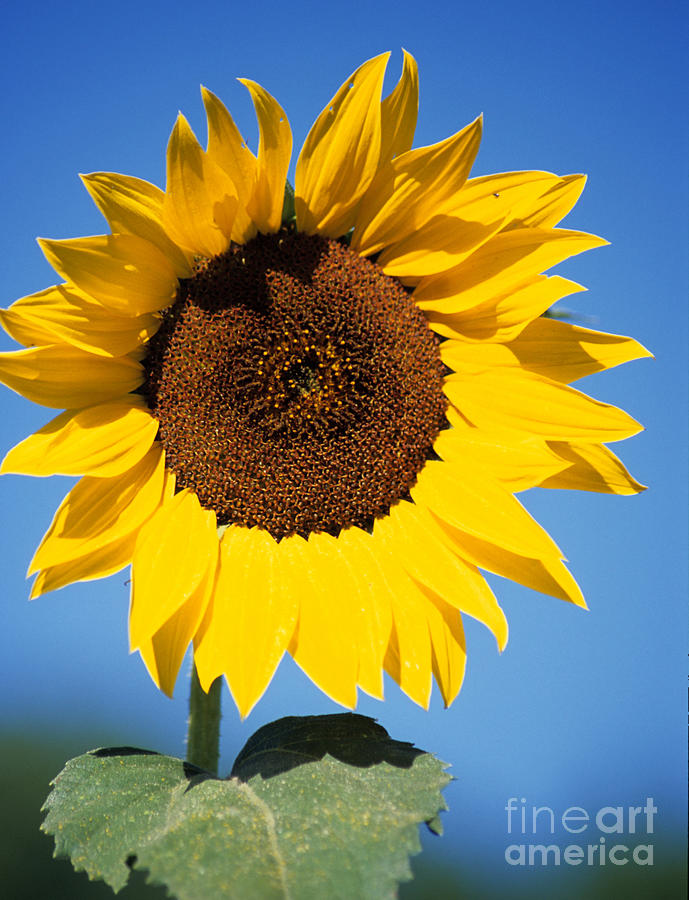 Full Sunflower Photograph by Sharon Elliott