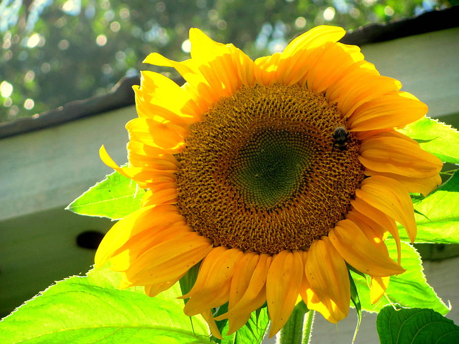 Sunflower Photograph - Fully bloomed by Amy Bradley
