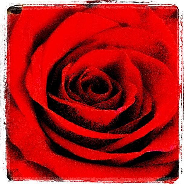 Rose Photograph - #fun #flower #flowers #flowerlovers by Susan McGurl