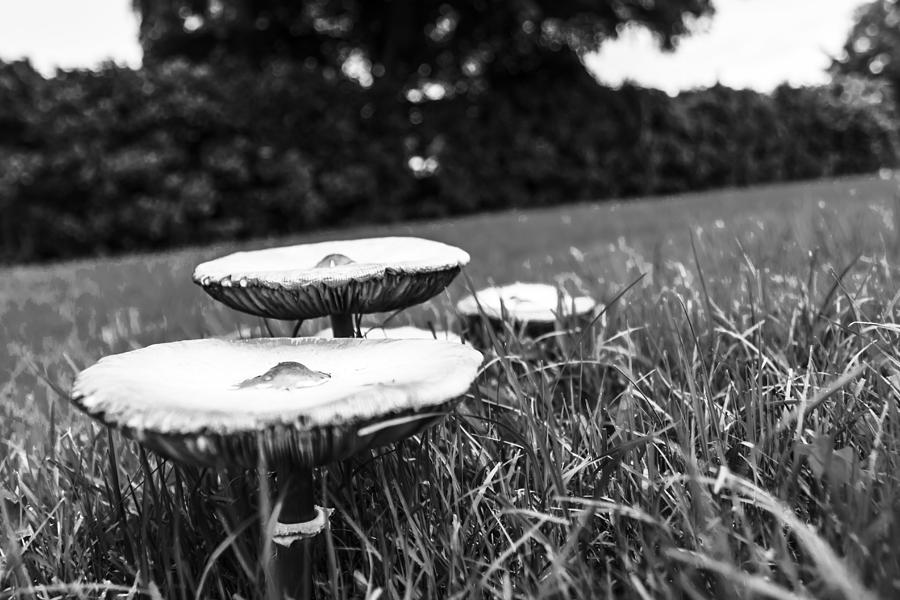 Mushroom Photograph - Fun Guys BW by Nicholas Evans