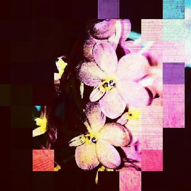 Orchid Photograph - #fun #orchid #editfever #editoftheday by Natalia D