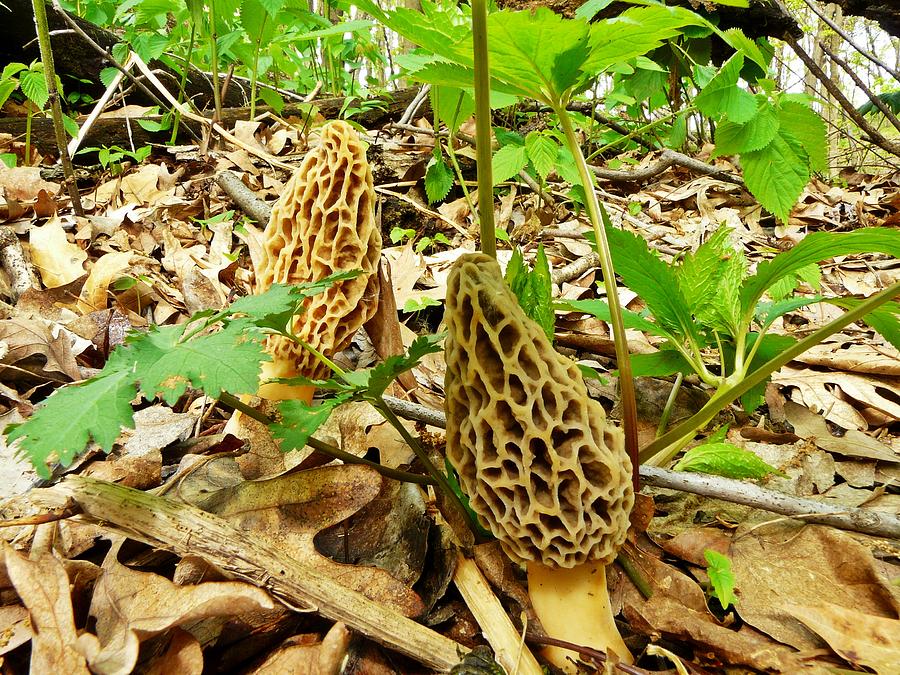 Fungal Friends Photograph by Robert McCarthy - Fine Art America