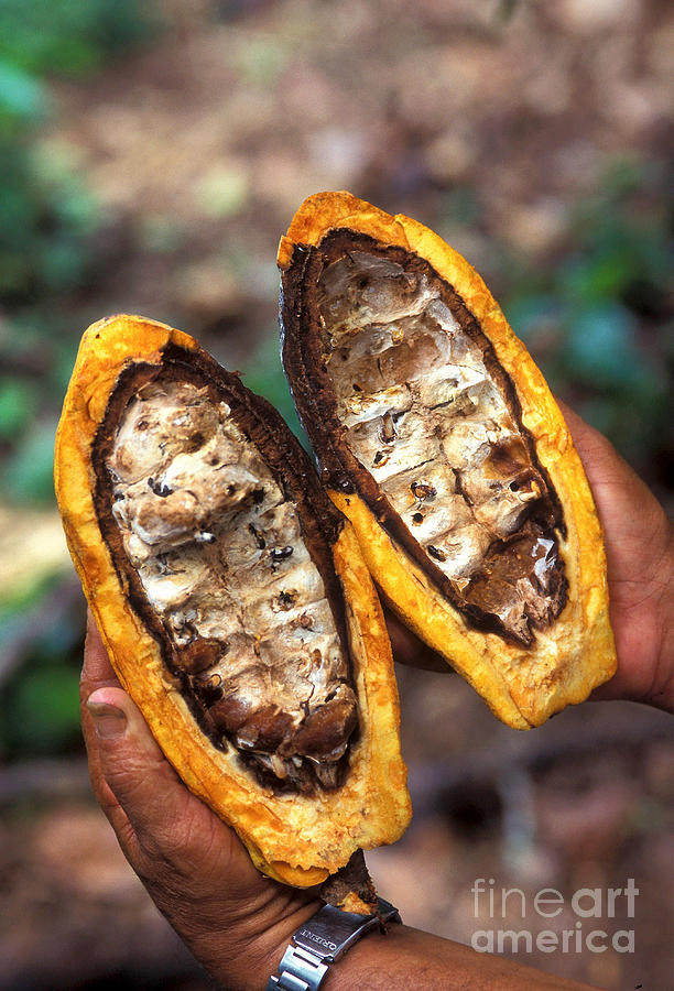 Fungal Infection Of Cacao Photograph by Science Source