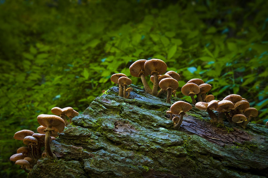 Fungi Forest Photograph by Ryan Heffron