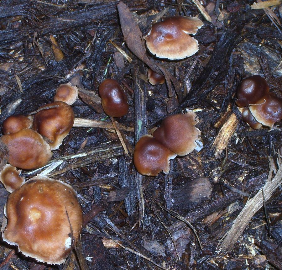 Mushroom Photograph - Fungi Friends by Mary Ann Southern
