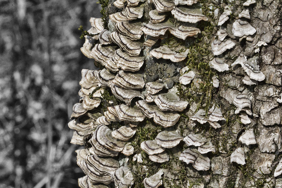 Fungi in the Woods Photograph by Douglas Barnard